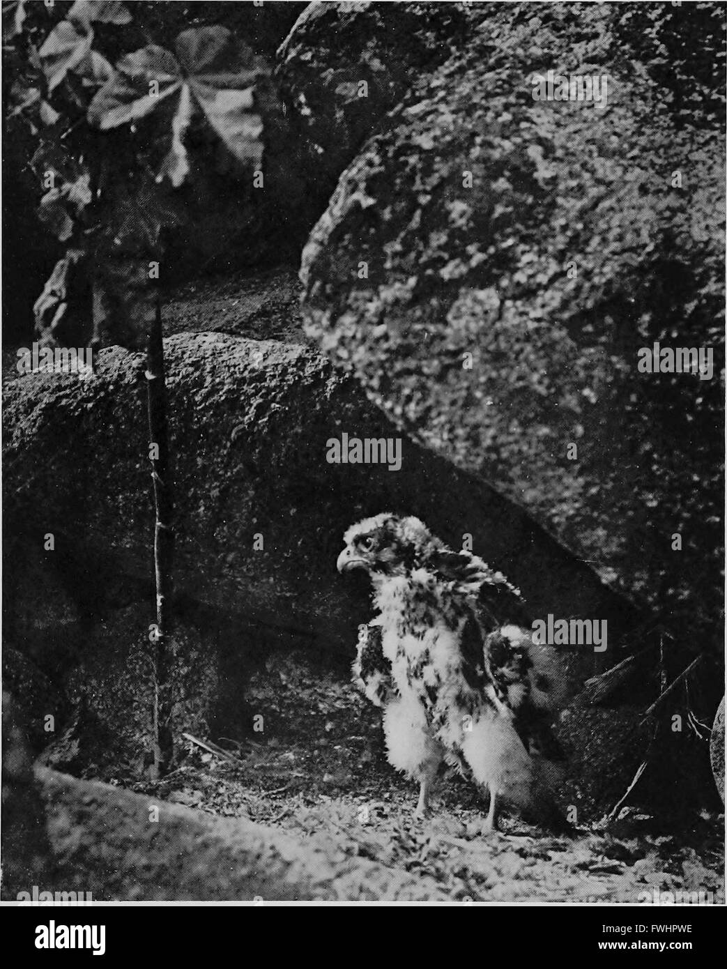Ce travail de 1913 offre un regard approfondi sur le faucon pèlerin, en se concentrant plus particulièrement sur son comportement et ses habitudes de nidification à l’eyrie. Il fournit des informations précieuses sur le cycle de vie et l'histoire naturelle de cet oiseau de proie. Banque D'Images