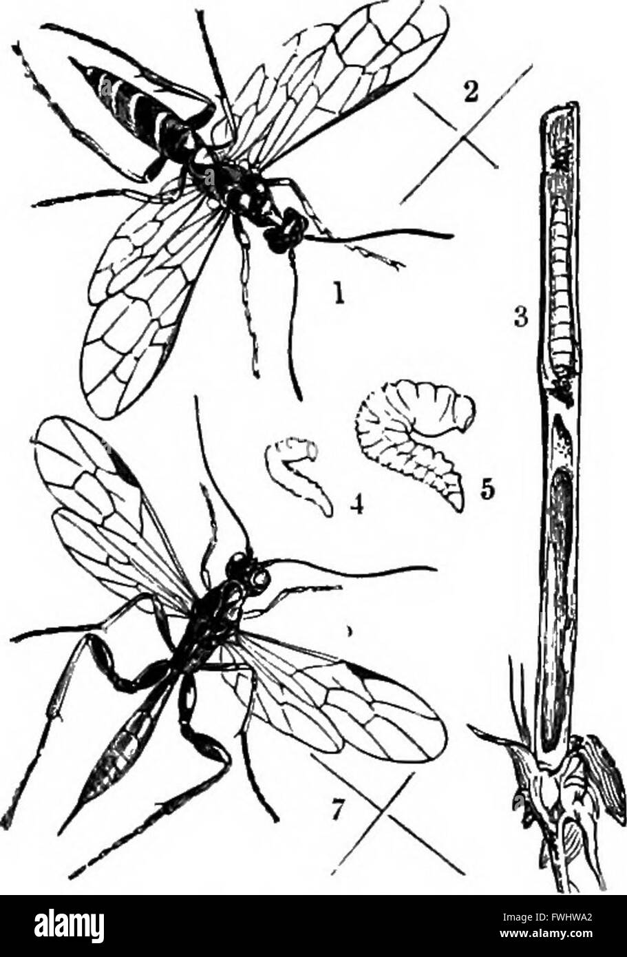 Une cyclopédie de 1908 offrant un guide complet de l'agriculture moderne et de l'économie rurale, écrit par les autorités et les spécialistes, couvrant les techniques agricoles, les soins du bétail et les innovations agricoles. Banque D'Images