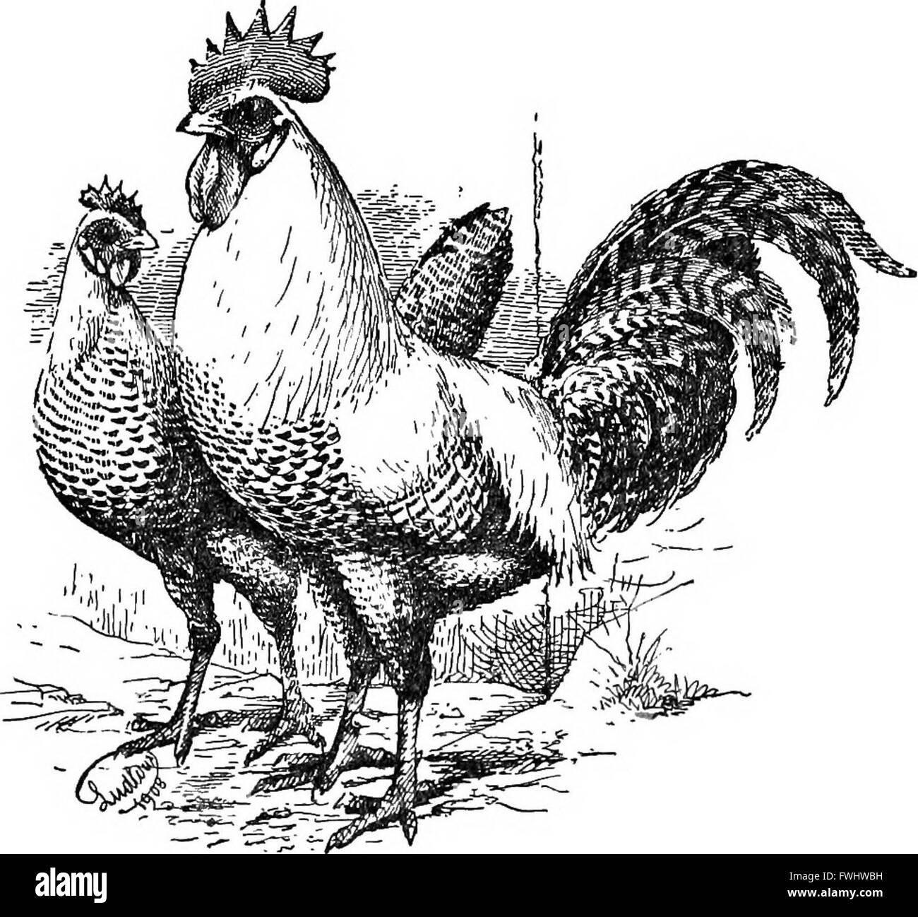 Cette cyclopédie, éditée par le Professeur R. Patrick Wright en 1908, offre un aperçu détaillé de l'agriculture moderne et de l'économie rurale, avec des contributions d'éminents experts dans le domaine. Il couvre l'agriculture, la gestion des terres et les techniques agricoles. Banque D'Images