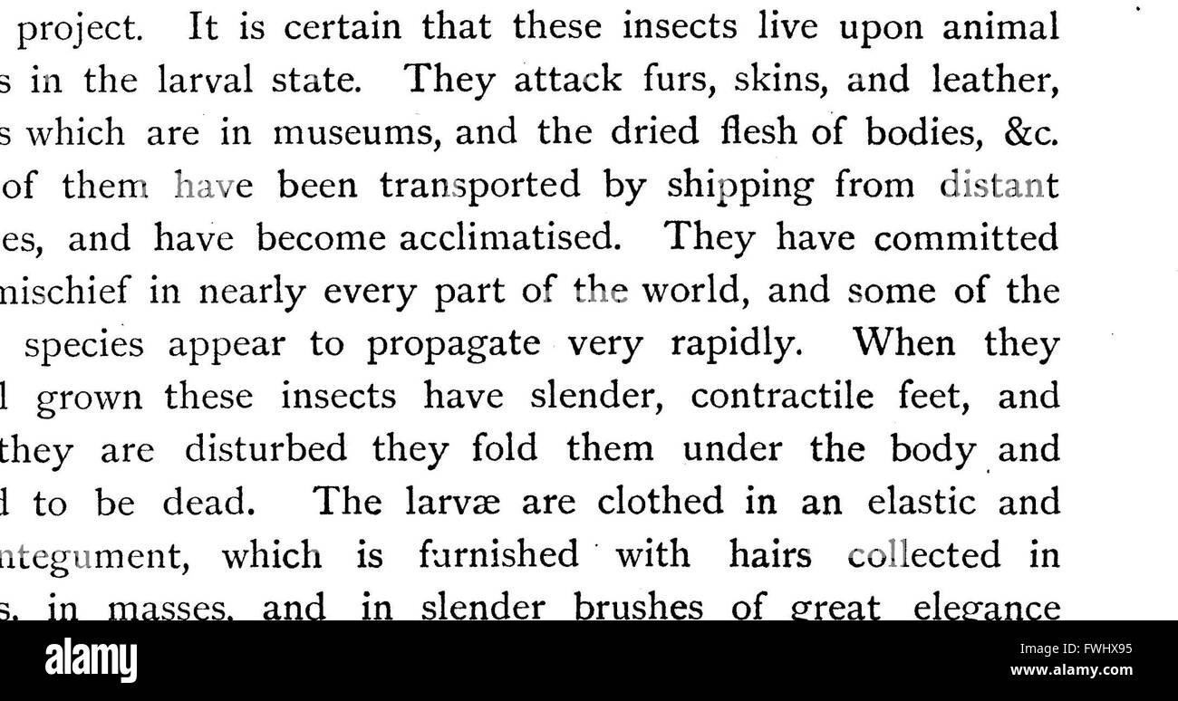 Ce travail de 1870 explore le cycle de vie et les métamorphoses des insectes, en se concentrant sur les différents stades de développement, de l’œuf à l’adulte, fournissant un aperçu de l’histoire naturelle et des processus biologiques de la vie des insectes. Banque D'Images Ce travail de 1870 explore le cycle de vie et les métamorphoses des insectes, en se concentrant sur les différents stades de développement, de l’œuf à l’adulte, fournissant un aperçu de l’histoire naturelle et des processus biologiques de la vie des insectes. Banque D'Images