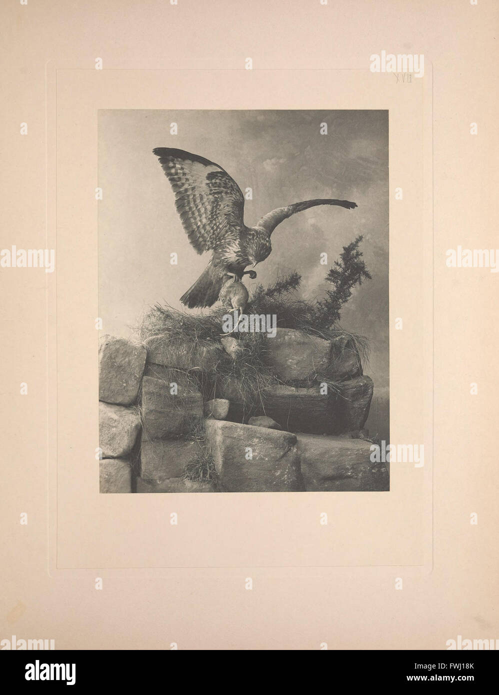 Cette collection de 1895 comprend vingt-cinq photographies imprimées en platinotype, présentant des reproductions de haute qualité de sujets notables, capturant les détails fins et la profondeur des tons. Banque D'Images