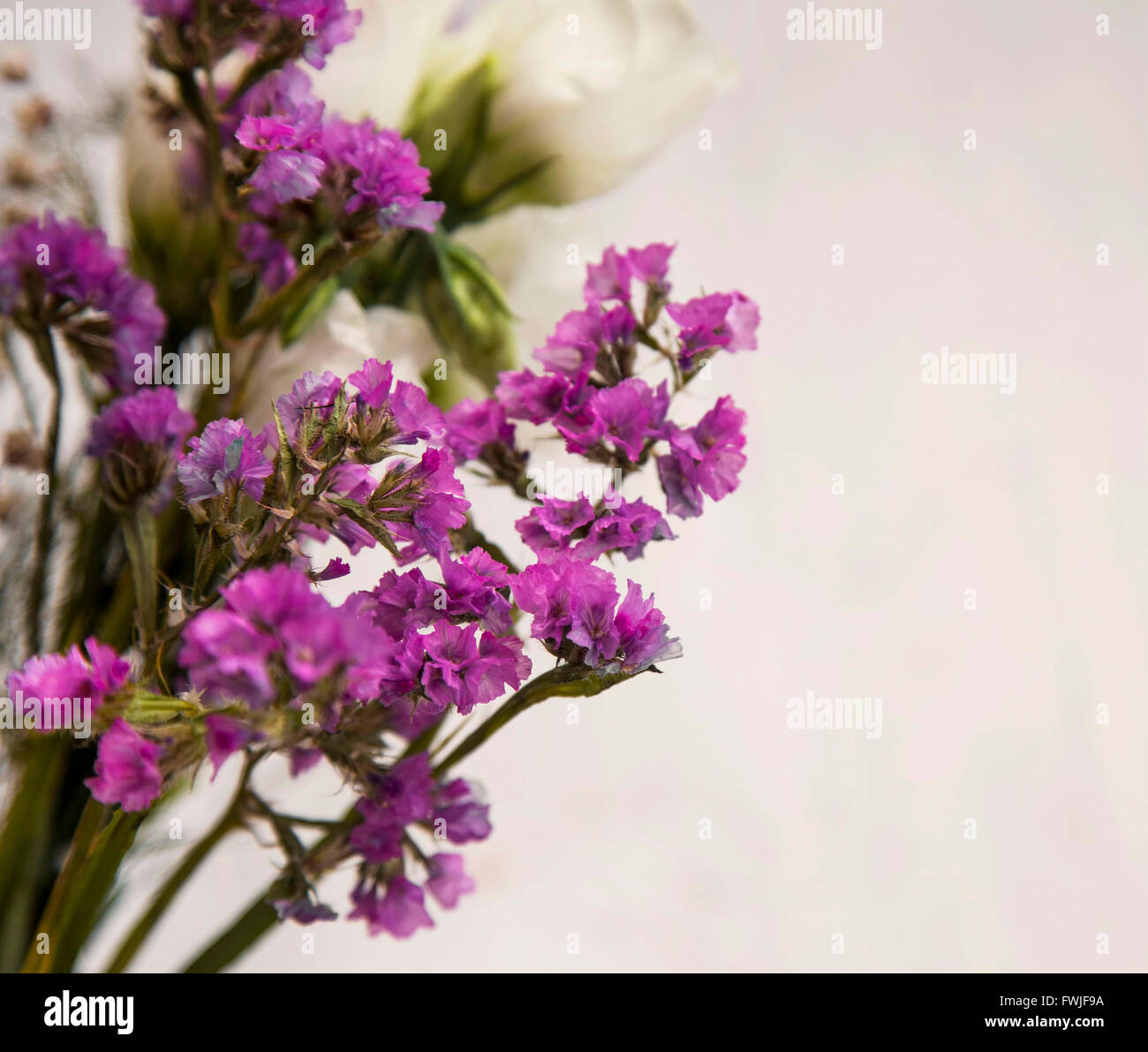 Beau bouquet de fleurs sauvages violet printemps Banque D'Images