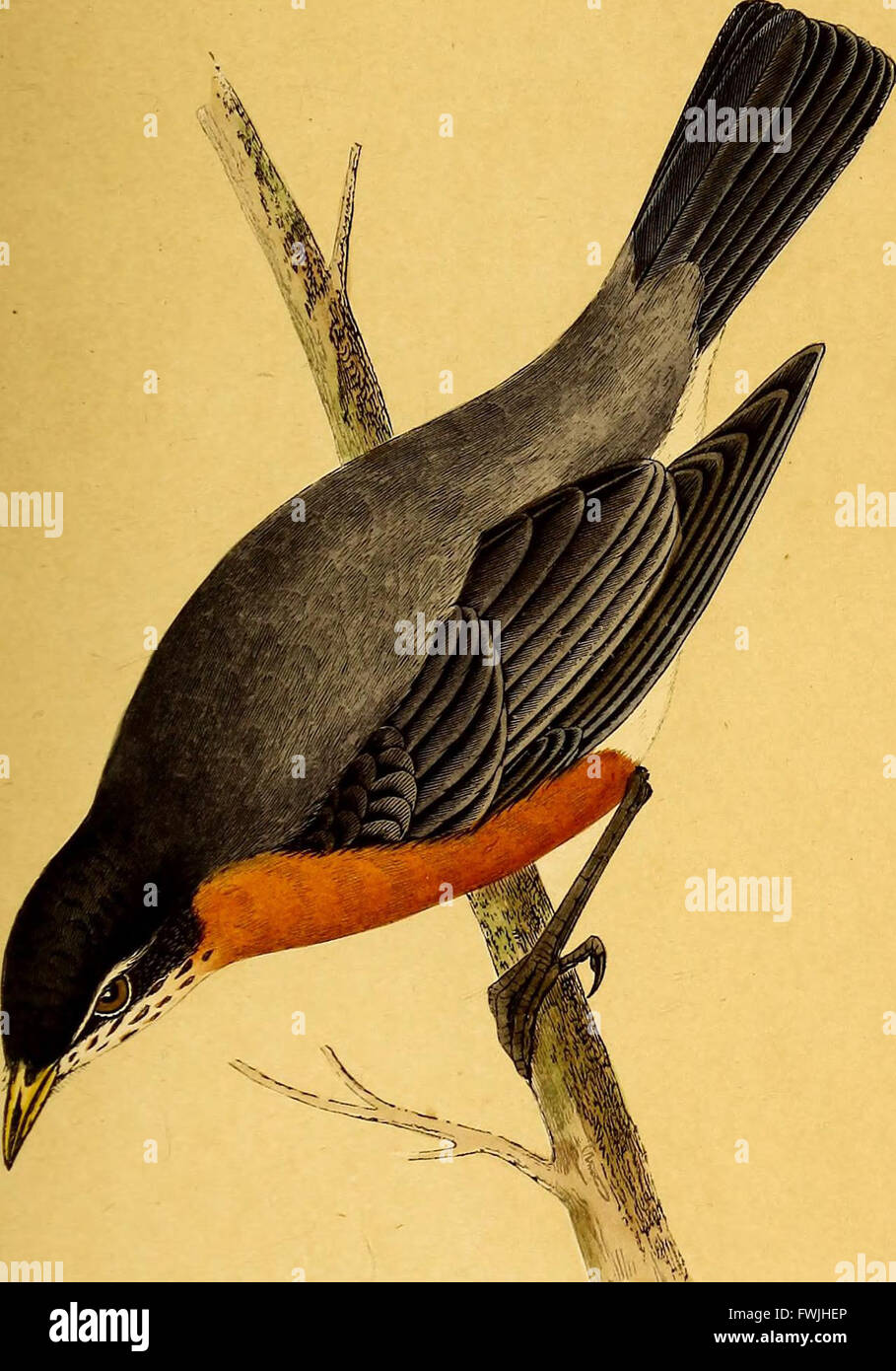 Une histoire des oiseaux de l'Europe, n'ont pas été observés dans les îles britanniques (1859) Banque D'Images