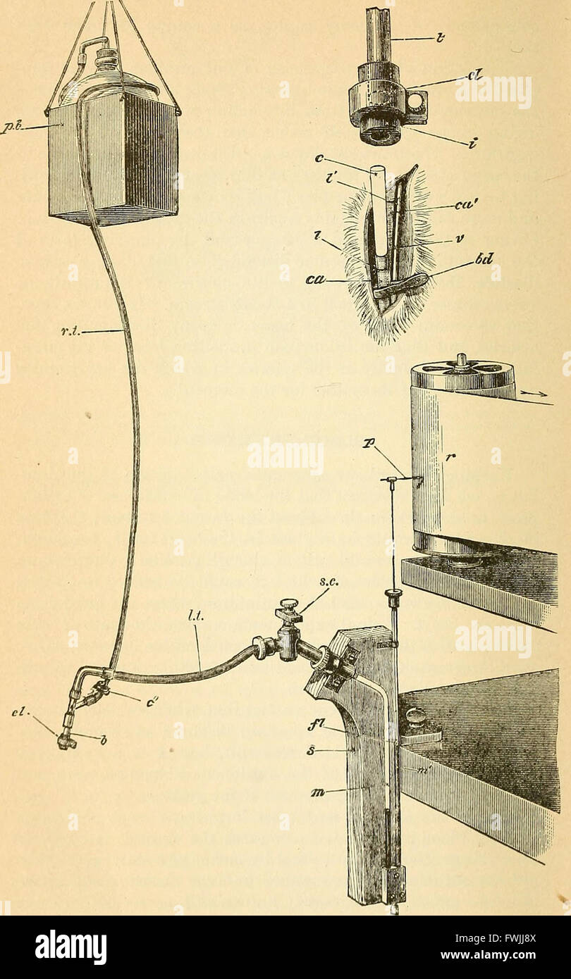 Ce manuel de 1890 fournit un aperçu approfondi de la physiologie comparée, destiné aux étudiants et aux vétérinaires praticiens, en se concentrant sur les processus physiologiques de différentes espèces. Banque D'Images