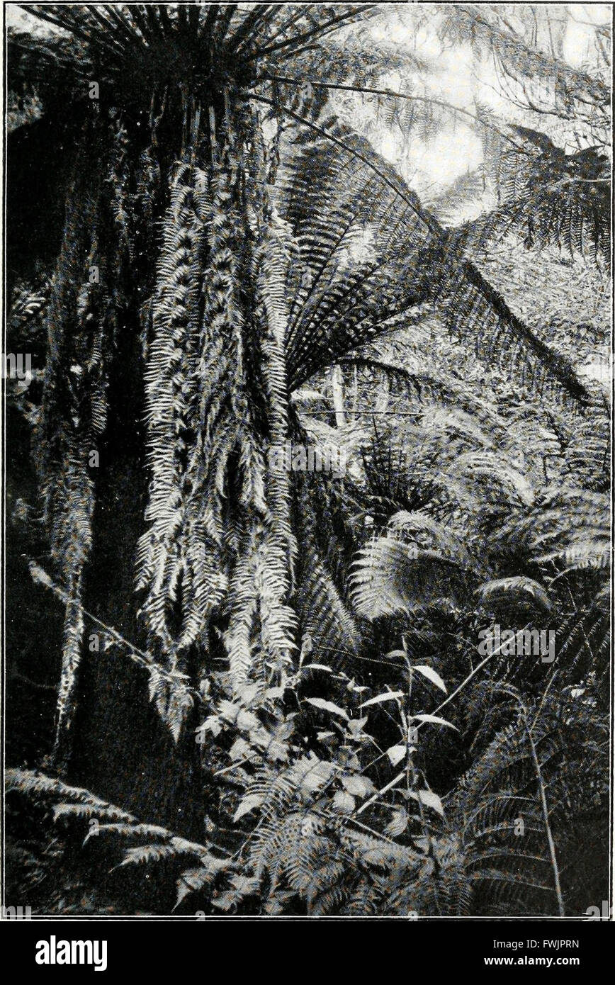 De nos oiseaux bush ; ou, de la photographie pour les amoureux de la nature (1900) Banque D'Images