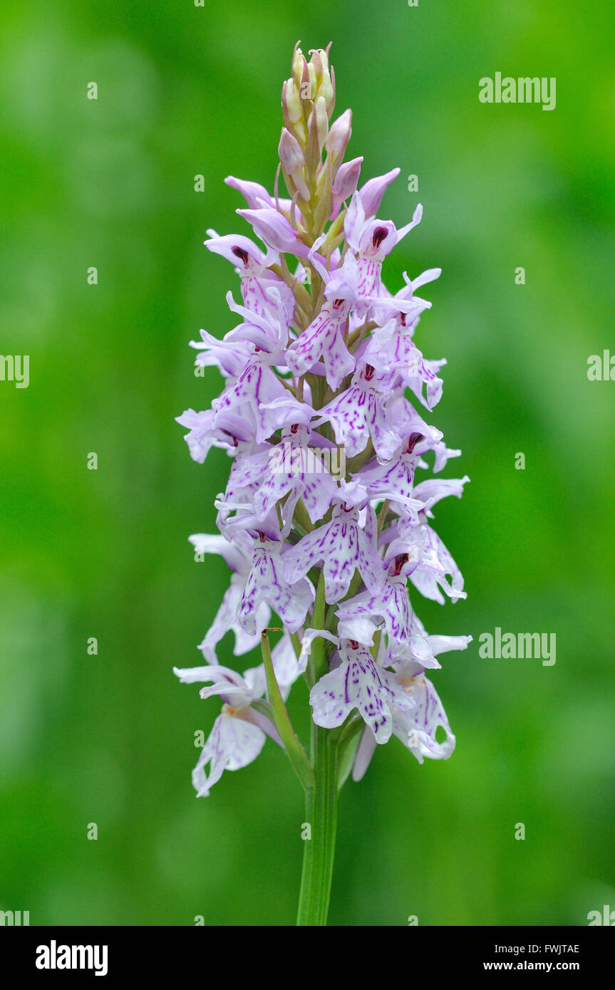 Heath Spotted Orchid (Dactylorhiza maculata), Nordrhein-Westfalen, Allemagne Banque D'Images