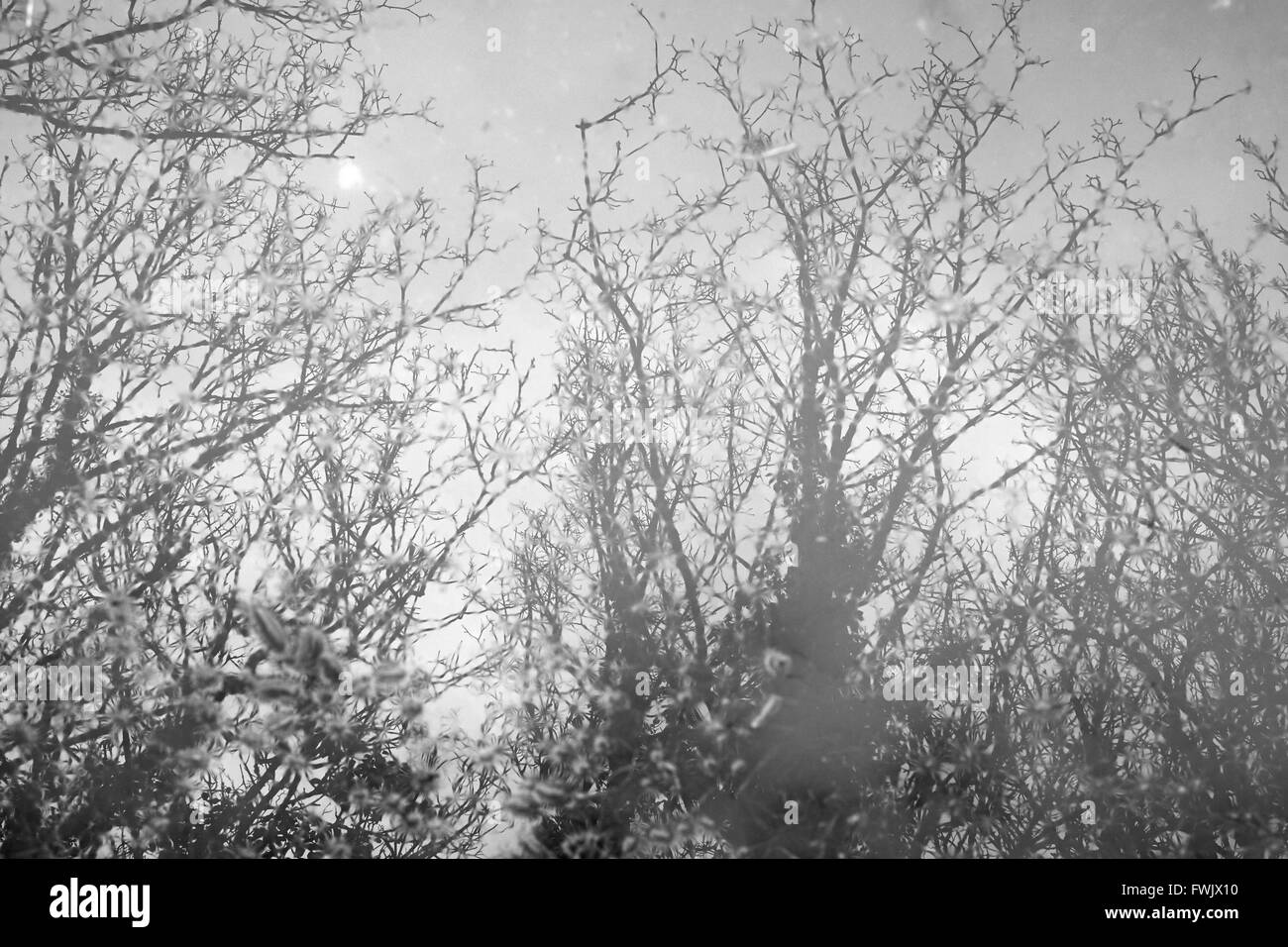 Réflexions dans une arborescence de l'eau. Banque D'Images