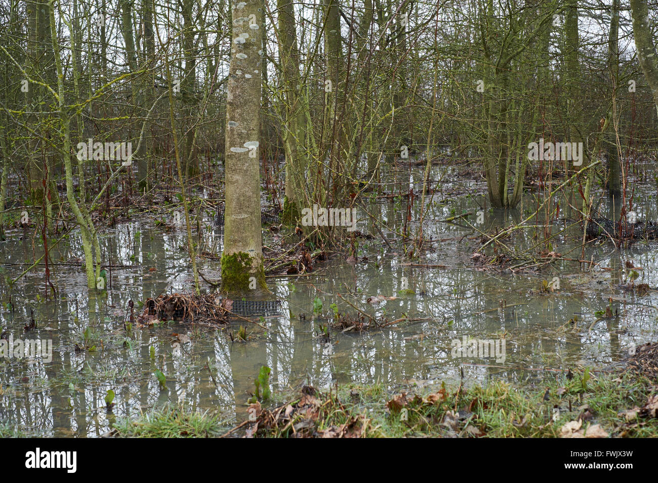 Arbres dans un bosquet agricoles inondés par les eaux de ruissellement des champs voisins. Bedfordshire, Royaume-Uni. Banque D'Images