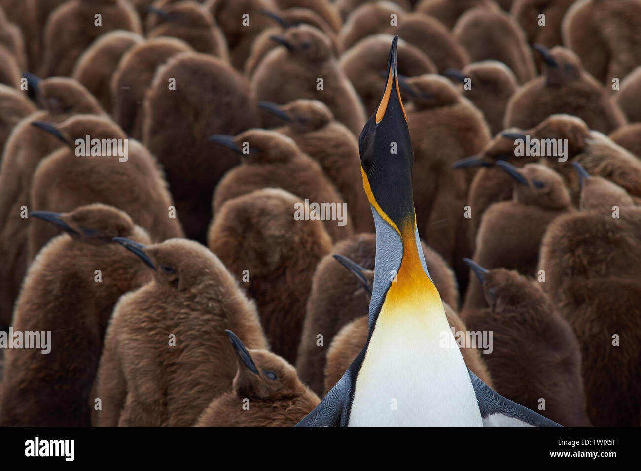 King Penguin Creche Banque D'Images