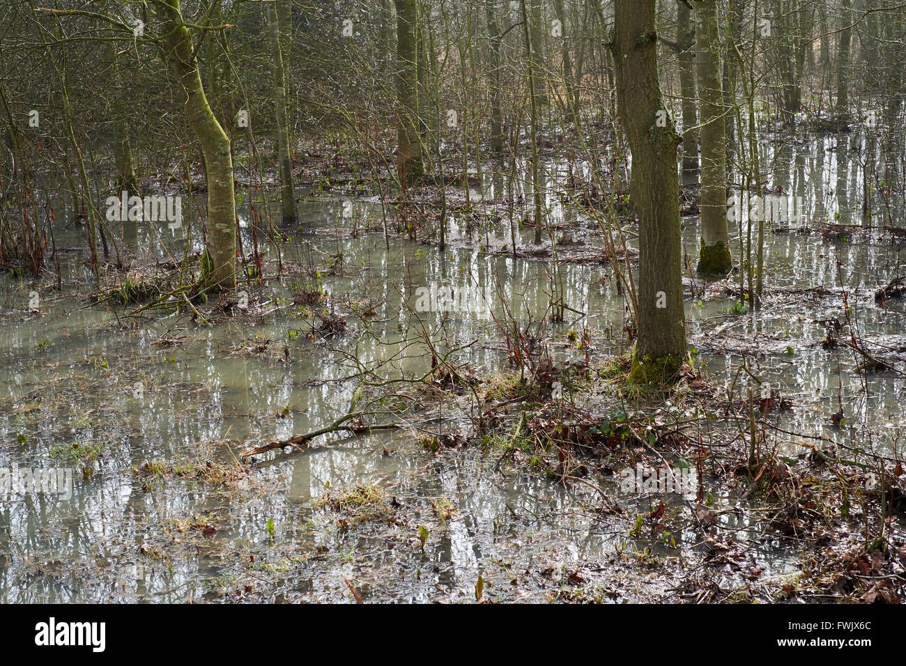 Arbres dans un bosquet agricoles inondés par les eaux de ruissellement des champs voisins. Bedfordshire, Royaume-Uni. Banque D'Images