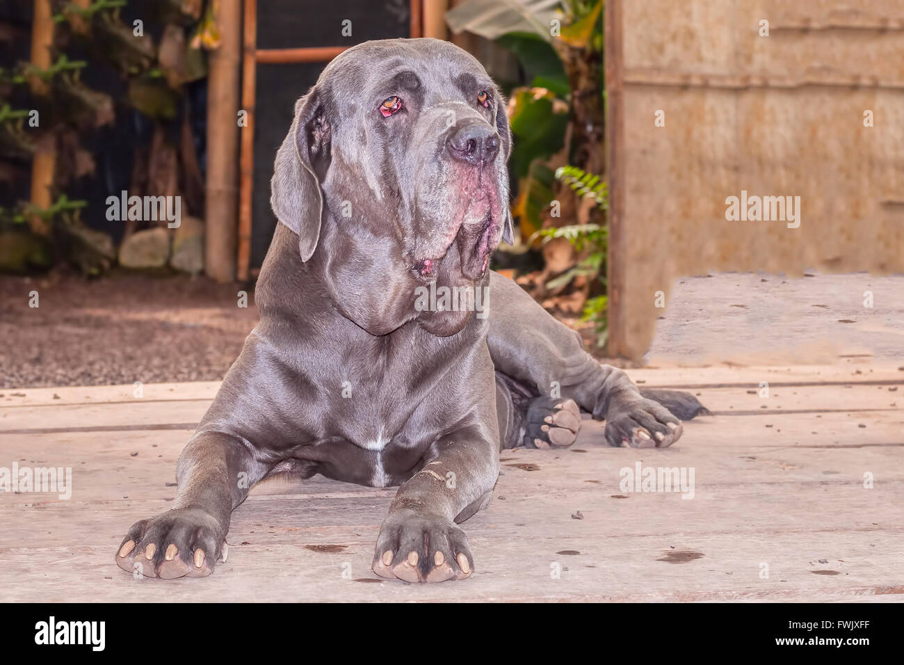 Mastiff Mastiff napolitain ou italien est une race Massive souvent utilisé comme un gardien et défenseur de la famille et de la propriété en raison de leur Banque D'Images