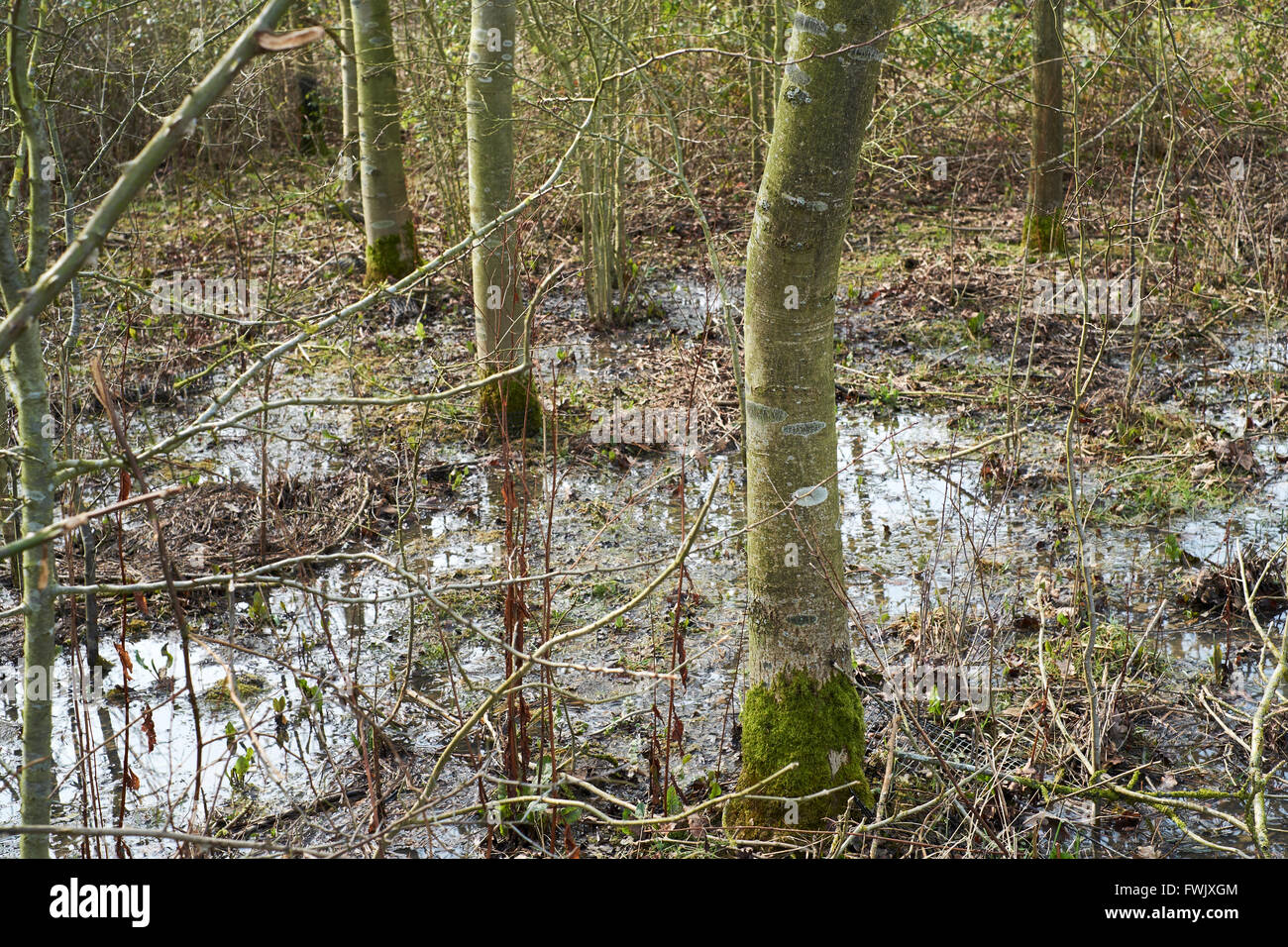 Arbres dans un bosquet agricoles inondés par les eaux de ruissellement des champs voisins. Bedfordshire, Royaume-Uni. Banque D'Images