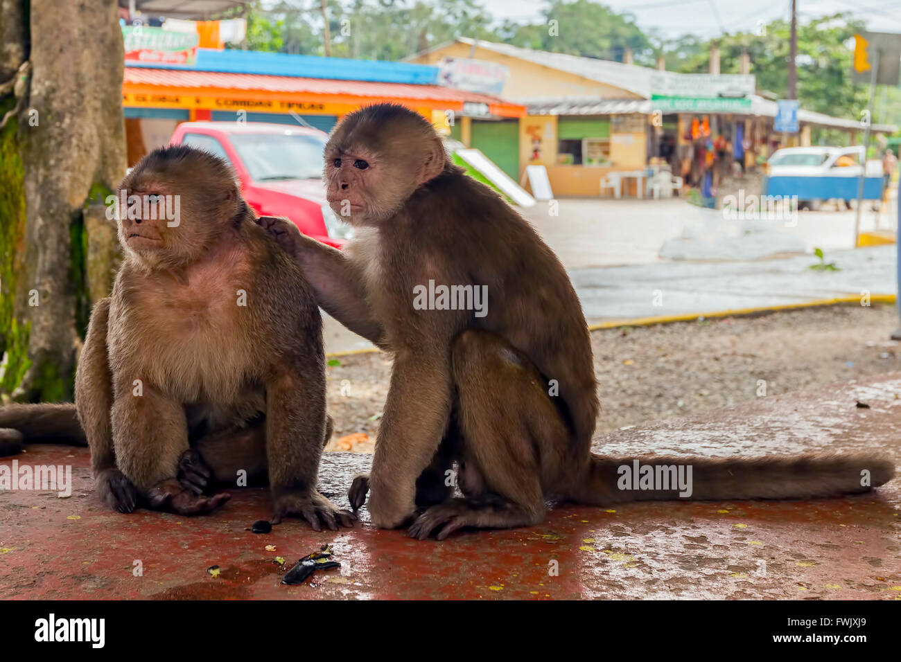 Paire de petits singes amical, Equateur, Amérique du Sud Banque D'Images