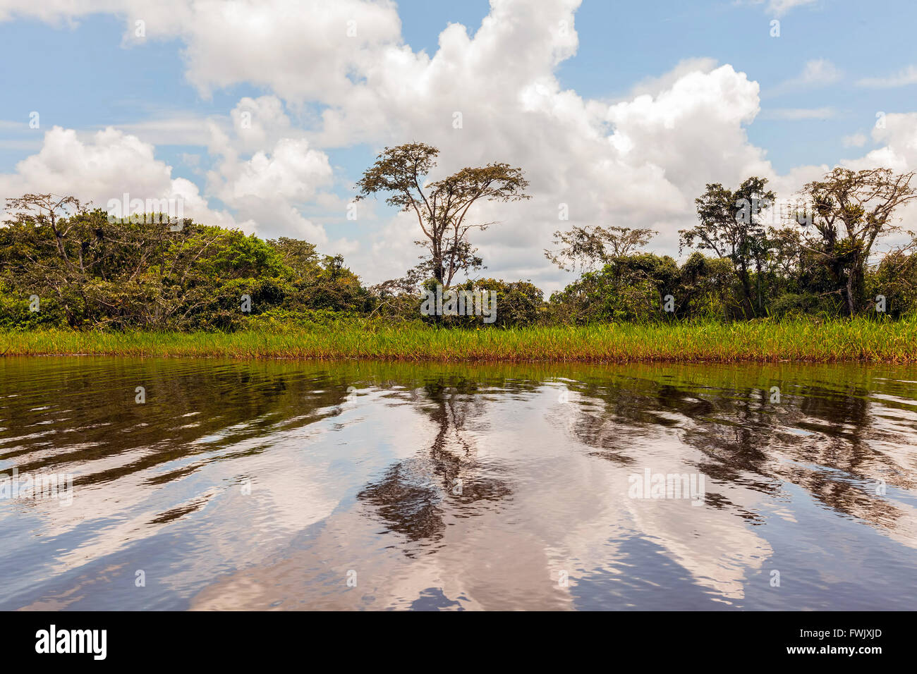 Paysage de la jungle amazonienne, la réserve faunique de Cuyabeno, Amérique du Sud Banque D'Images