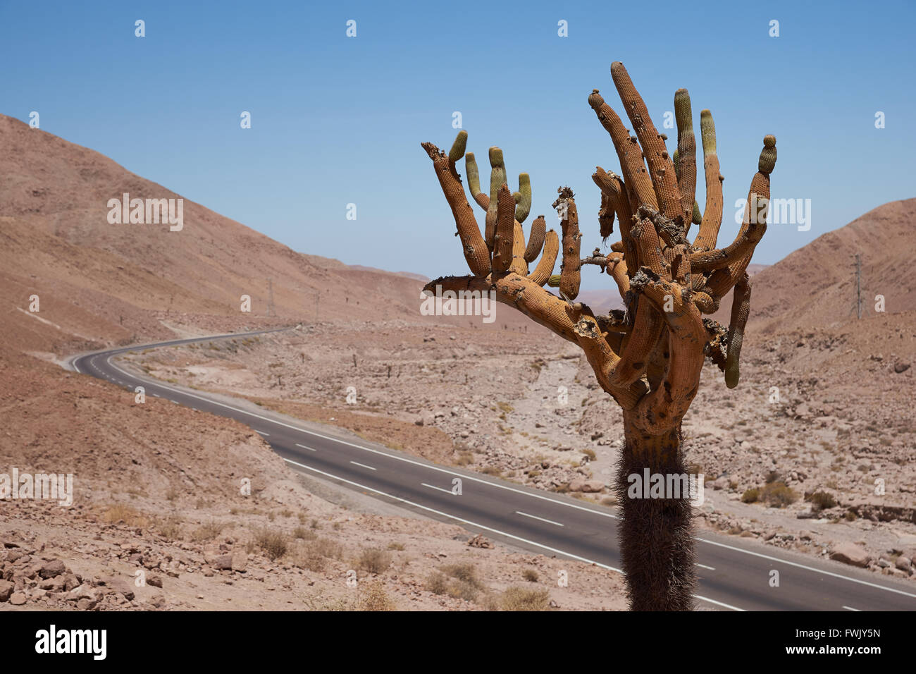 Browningia candelaris (Cactus candélabres) Banque D'Images