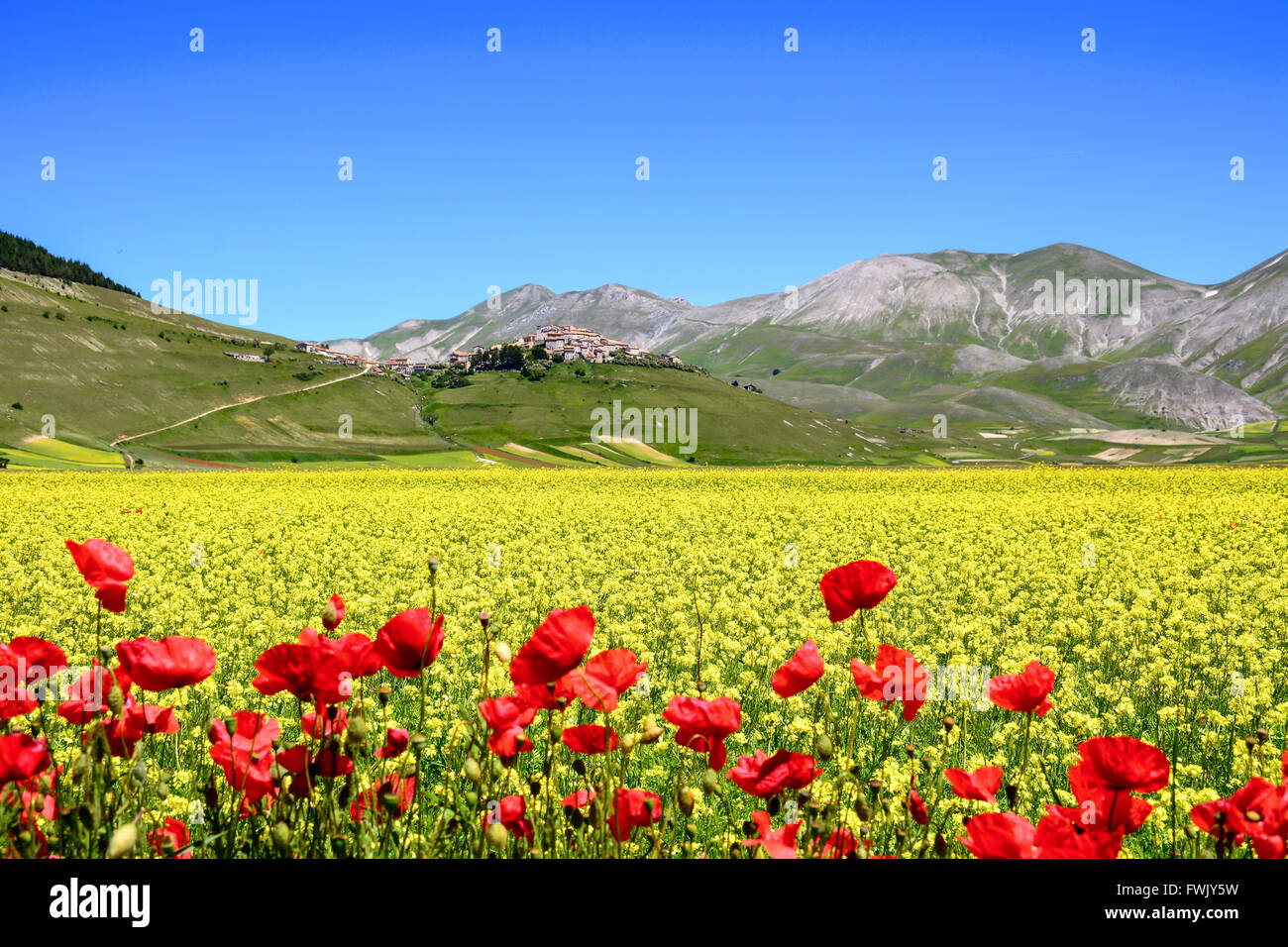 Un champ plein de fleurs avec une petite ville italienne en arrière-plan Banque D'Images
