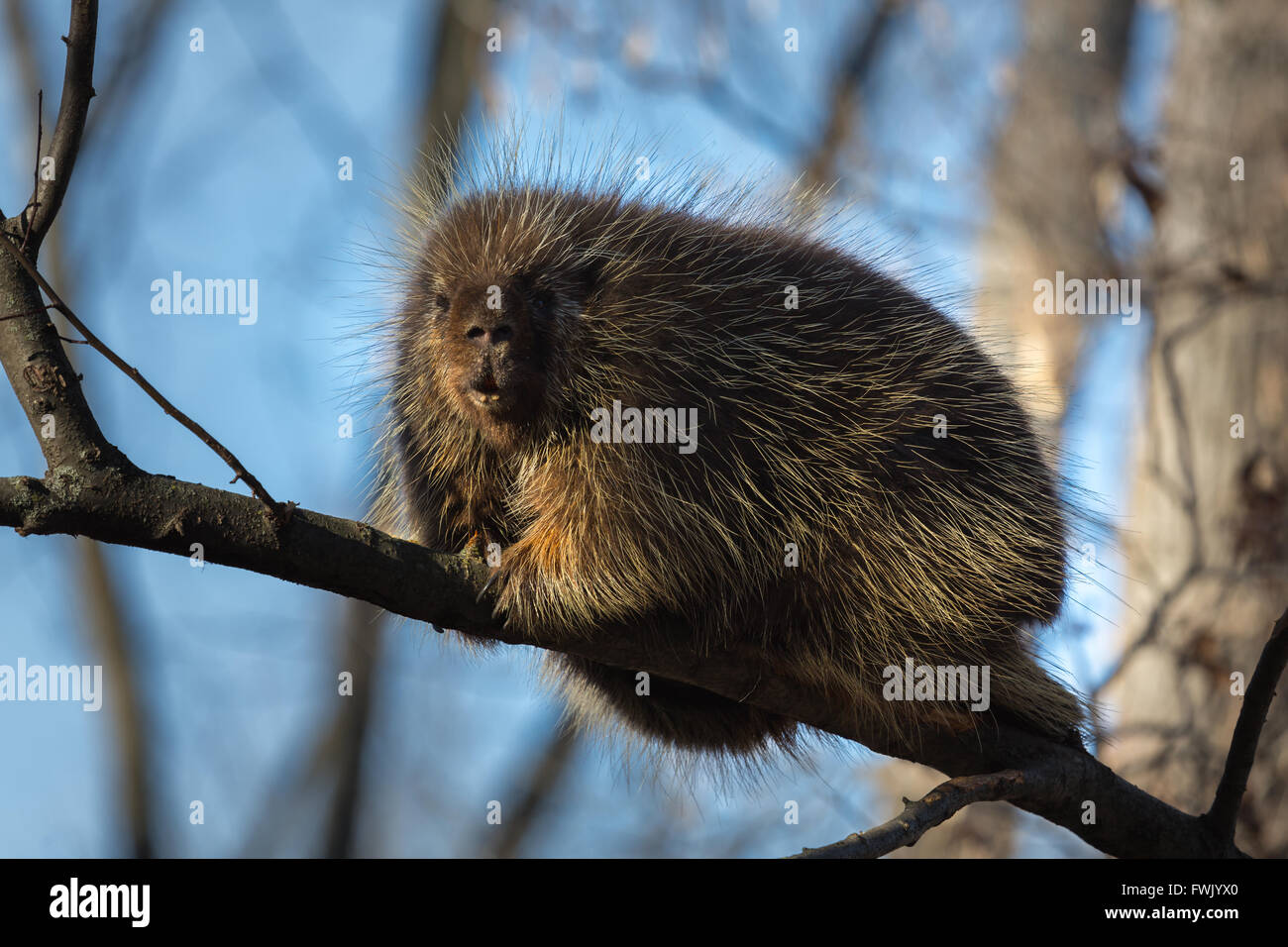 Porcupine Tree en Amérique du Nord. Banque D'Images