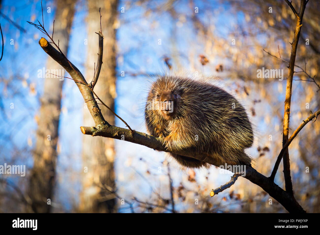 Porcupine Tree en Amérique du Nord. Banque D'Images