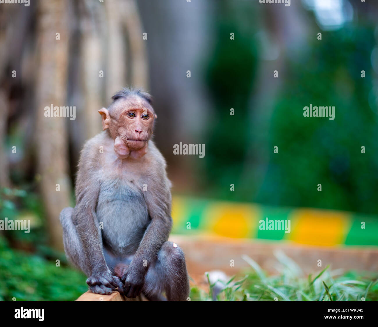 Bonnet Macaque partie de l'arbre de banian Troop, Bangalore, Inde. Banque D'Images