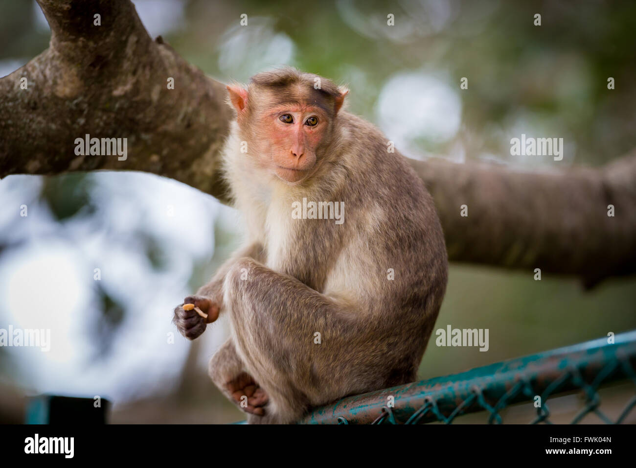 Bonnet Macaque partie de l'arbre de banian Troop, Bangalore, Inde. Banque D'Images