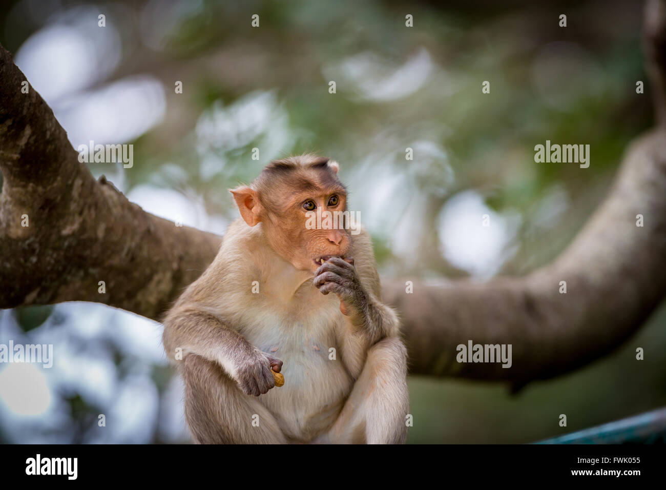 Bonnet Macaque partie de l'arbre de banian Troop, Bangalore, Inde. Banque D'Images