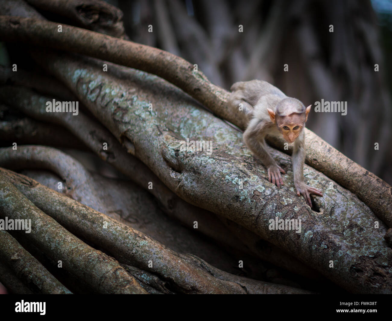 Bonnet Macaque partie de l'arbre de banian Troop, Bangalore, Inde. Banque D'Images