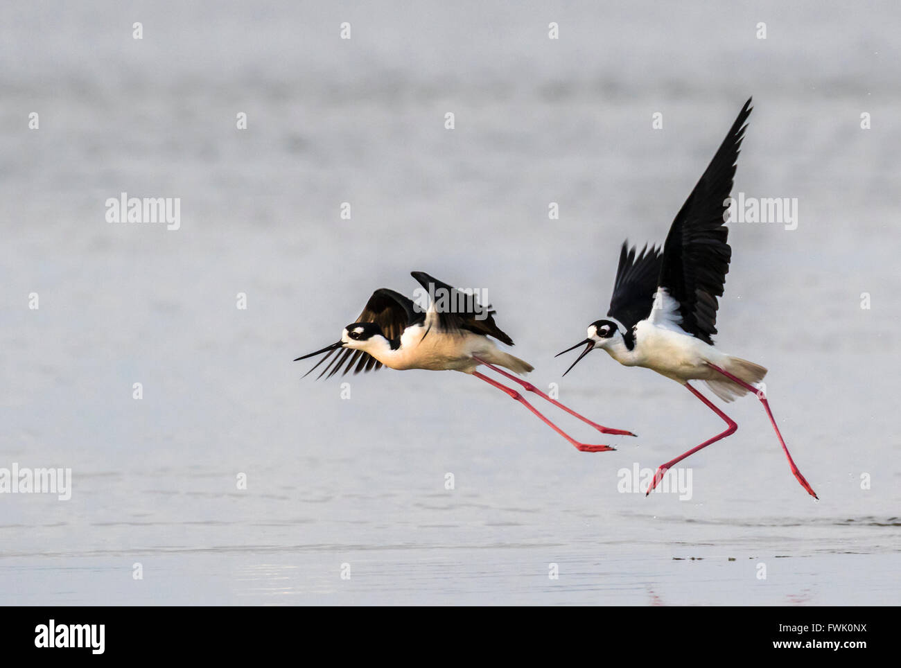 'Échasses d'Amérique (Himantopus mexicanus) la chasse et la lutte, Galveston, Texas, États-Unis. Banque D'Images