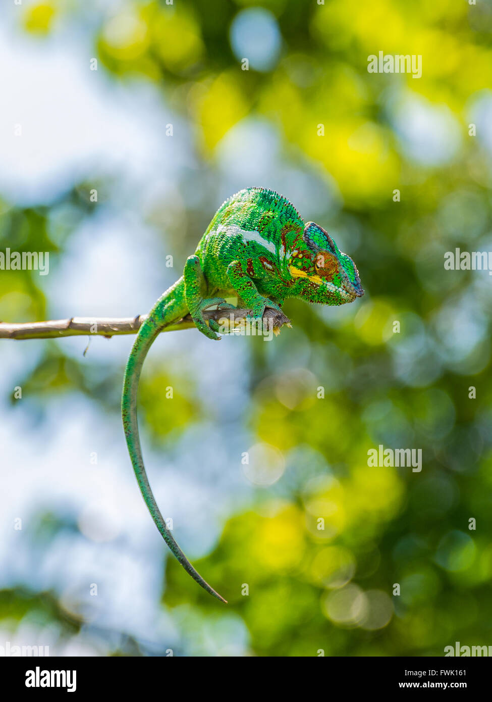 Chameleon assis sur une branche Banque D'Images