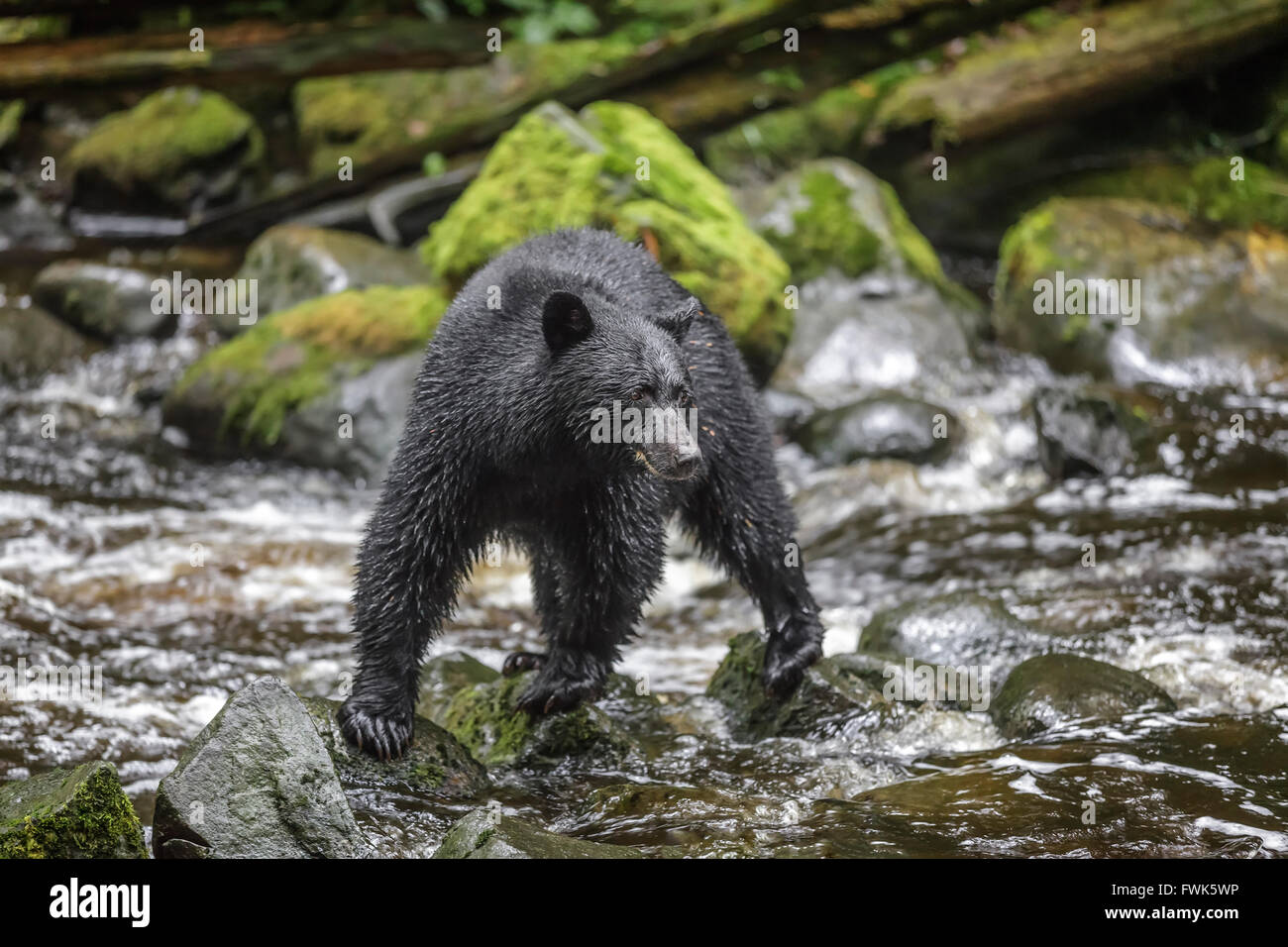 Sur les rochers de l'ours noir, Ursus americanus, à Thornton Creek, l'île de Vancouver, Colombie-Britannique, Canada. Banque D'Images