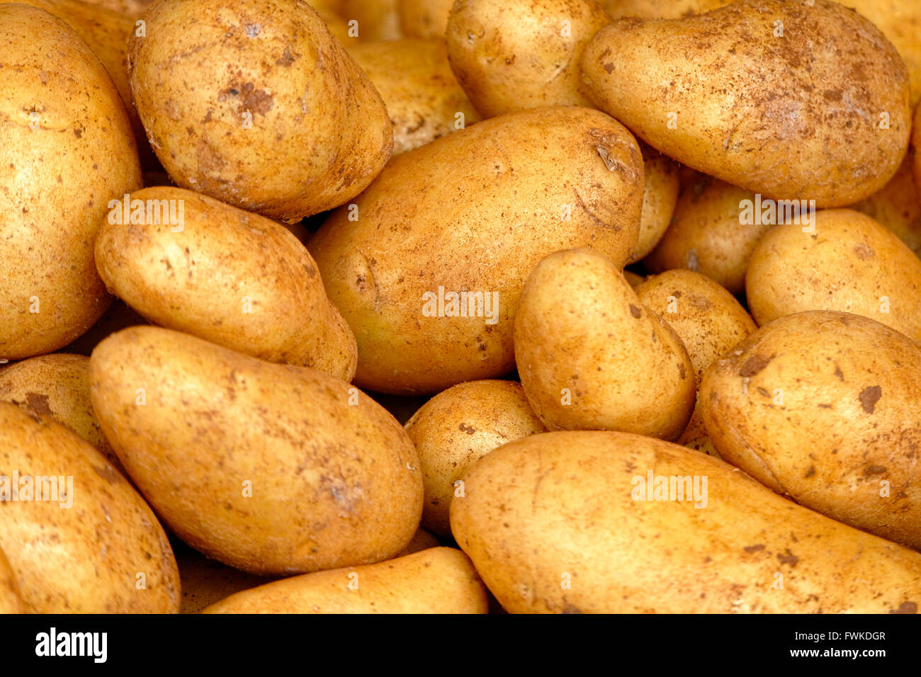 Pommes de terre solanum tuberosum Banque de photographies et d’images à