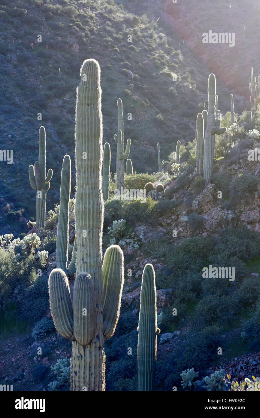 Forêt de cactus sauvages, Tonto National Monument, Superstition Mountains, Roosevelt, Arizona, USA Banque D'Images