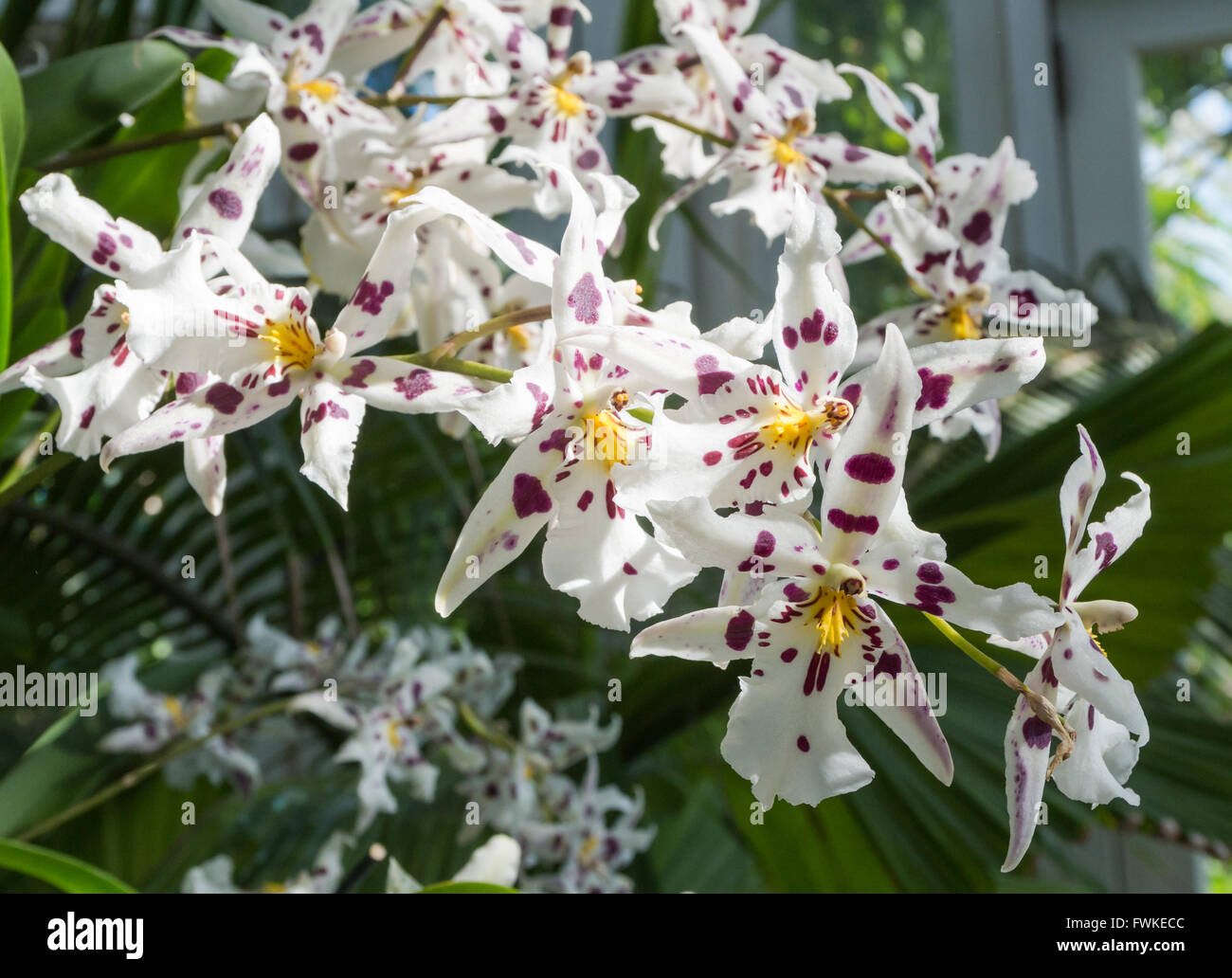 Beallara Bllra. Tropic Lily 'Hilo Spaceship' orchid (Orchidaceae) avec du blanc et violet fleurs tachées Banque D'Images