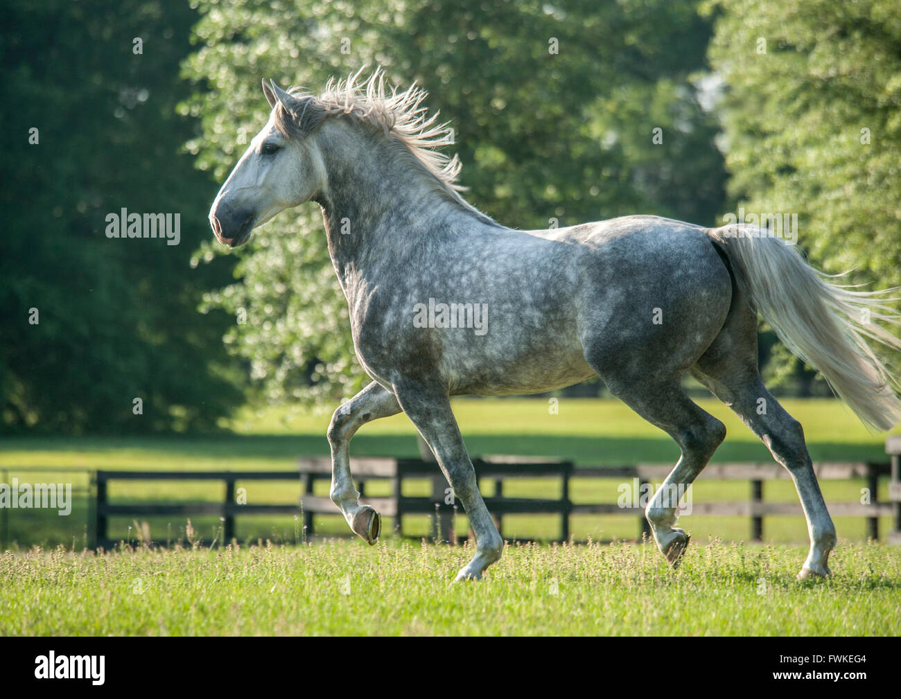 Cheval gris pommelé Banque de photographies et d’images à haute résolution Page 2 Alamy