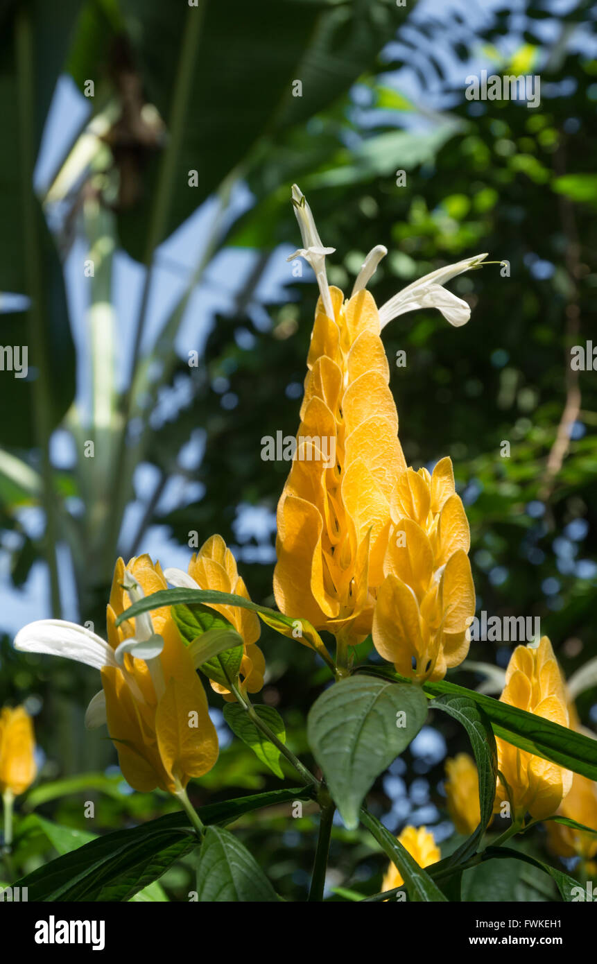 Close up de bractées jaune floraison de la sucette (Usine Pachystachys lutea - Brassicaceae) Banque D'Images