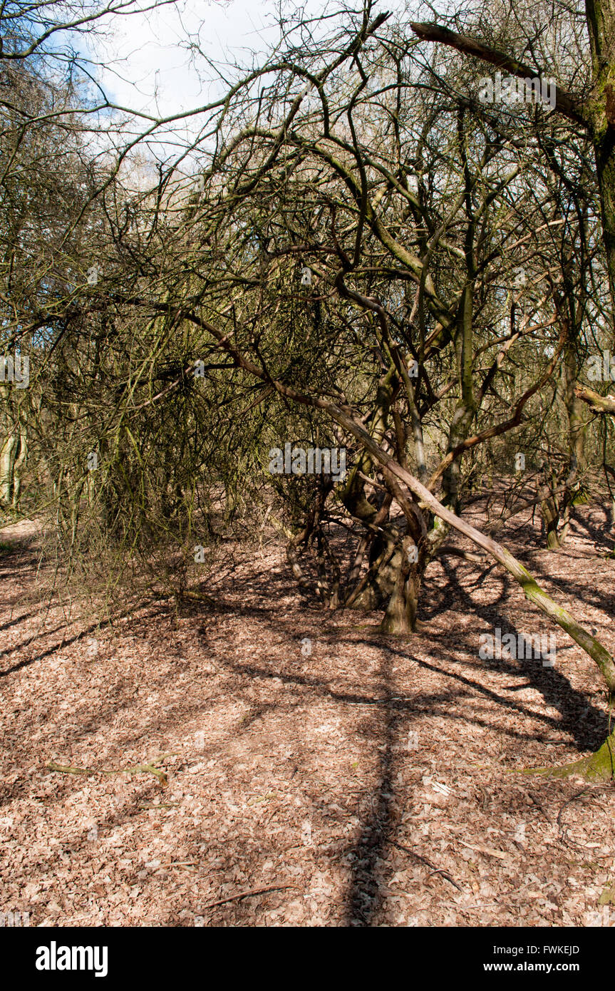 Arbre tombé dans la forêt entouré de feuilles brun sur le terrain Banque D'Images