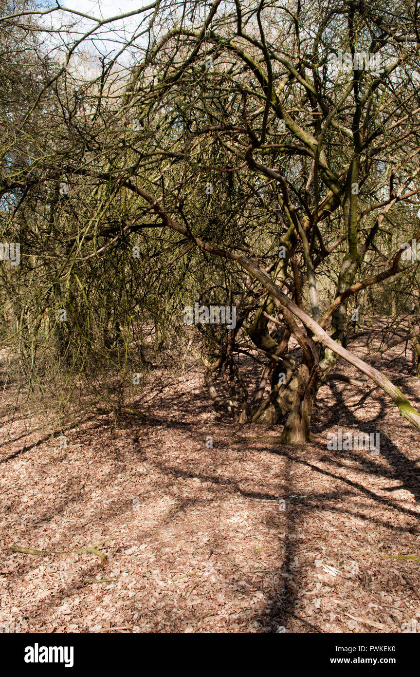 Arbre tombé dans la forêt entouré de feuilles brun sur le terrain Banque D'Images