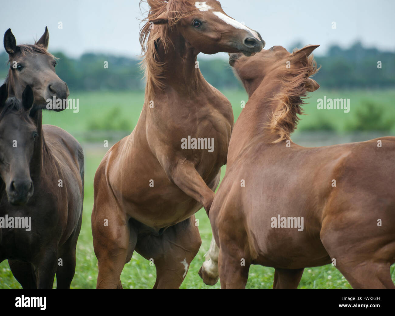 Les chevaux hanovriens de 2 ans Banque D'Images