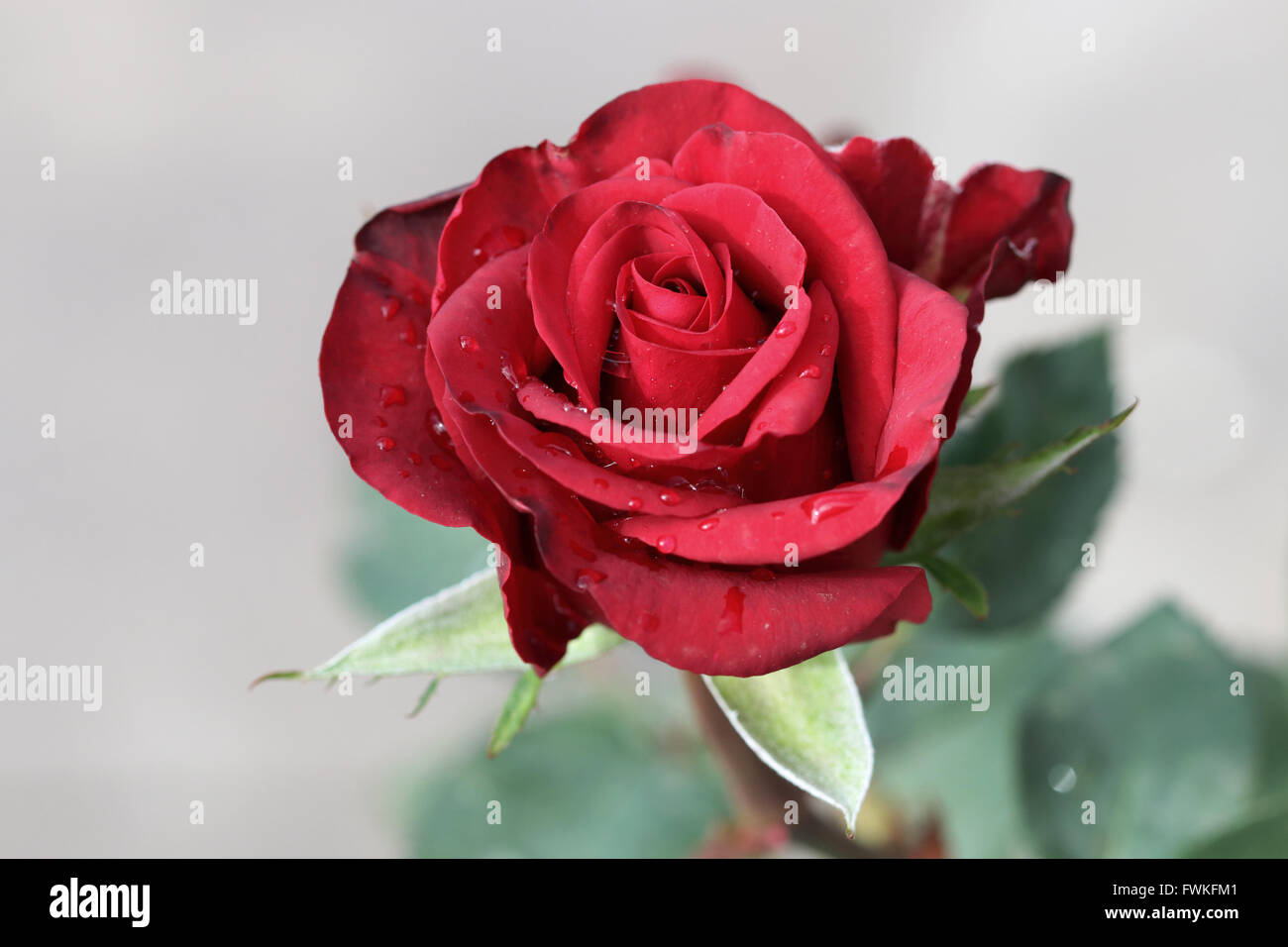 Rose rouge en pleine floraison Banque D'Images