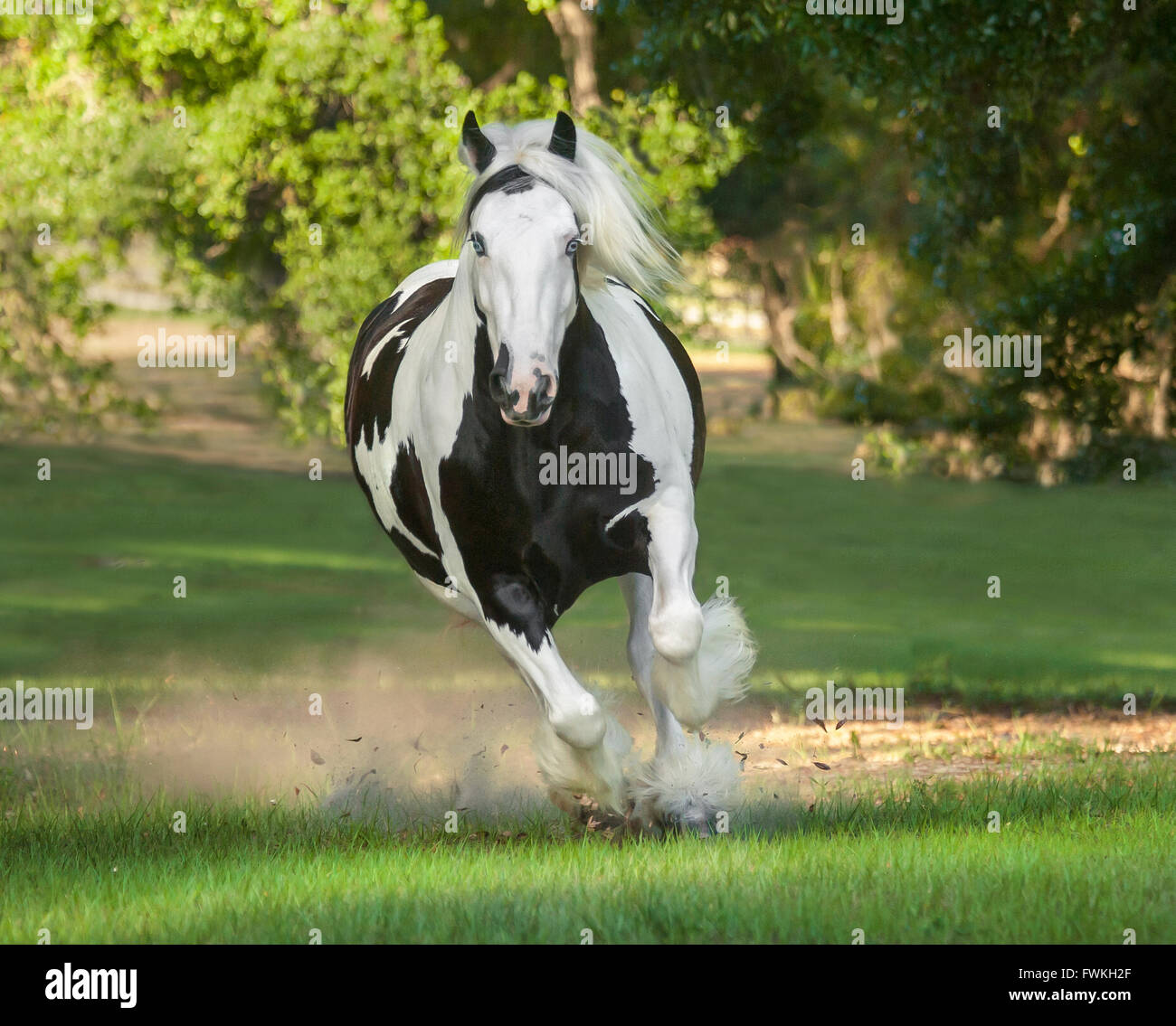 Gypsy Vanner mare cheval galope vers nous Banque D'Images