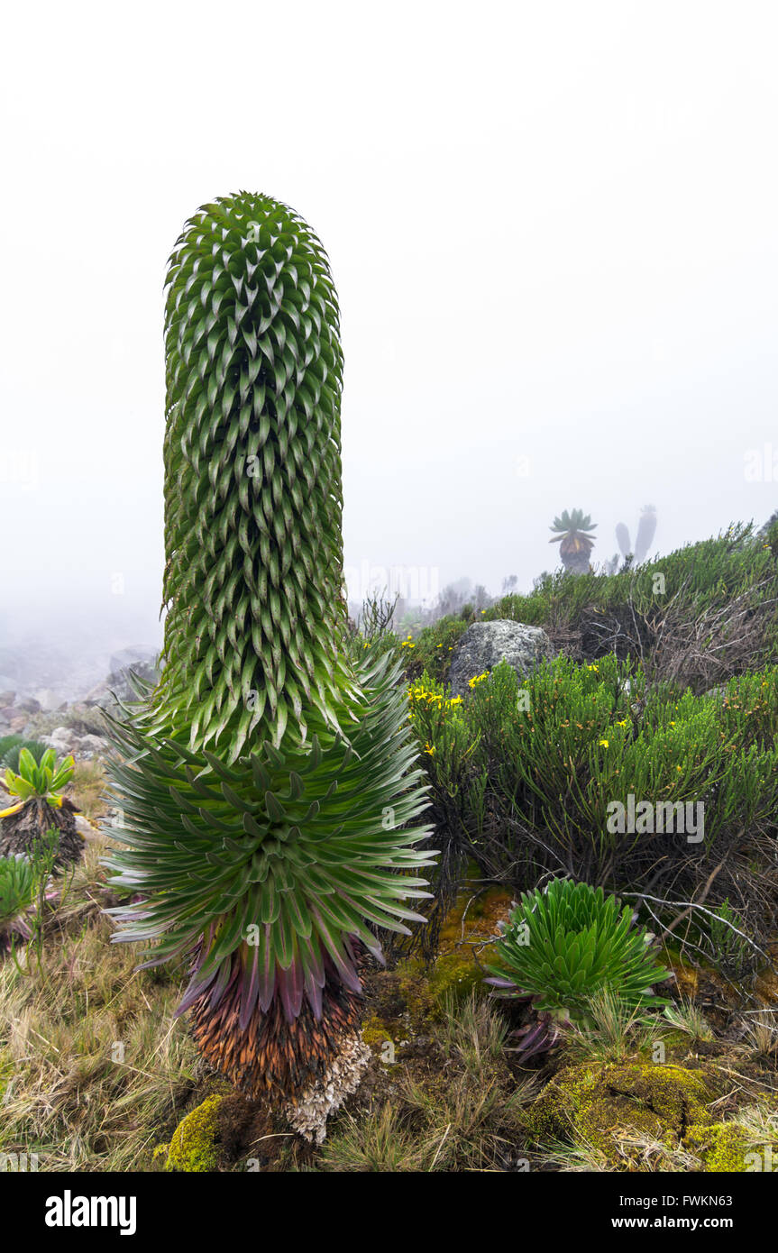 Lobelia Lobélie géante (telekii) à environ 3500 m sur le mont Kilimandjaro, Tanzanie, Afrique du Sud Banque D'Images