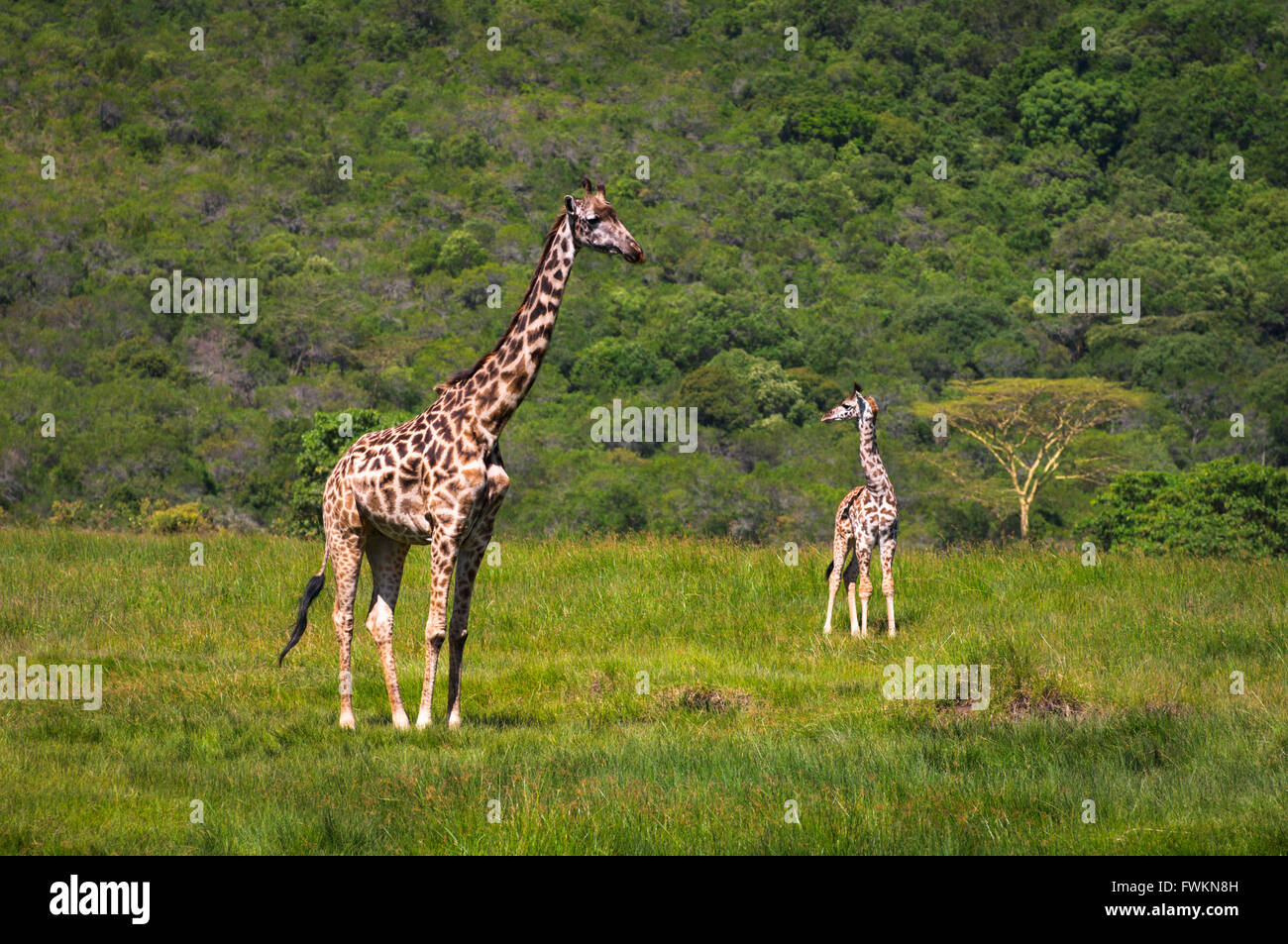 Deux Girafe (Giraffa camelopardalis) Comité permanent sur la plaine de herbe verte à Arusha, Tanzania, Africa Banque D'Images