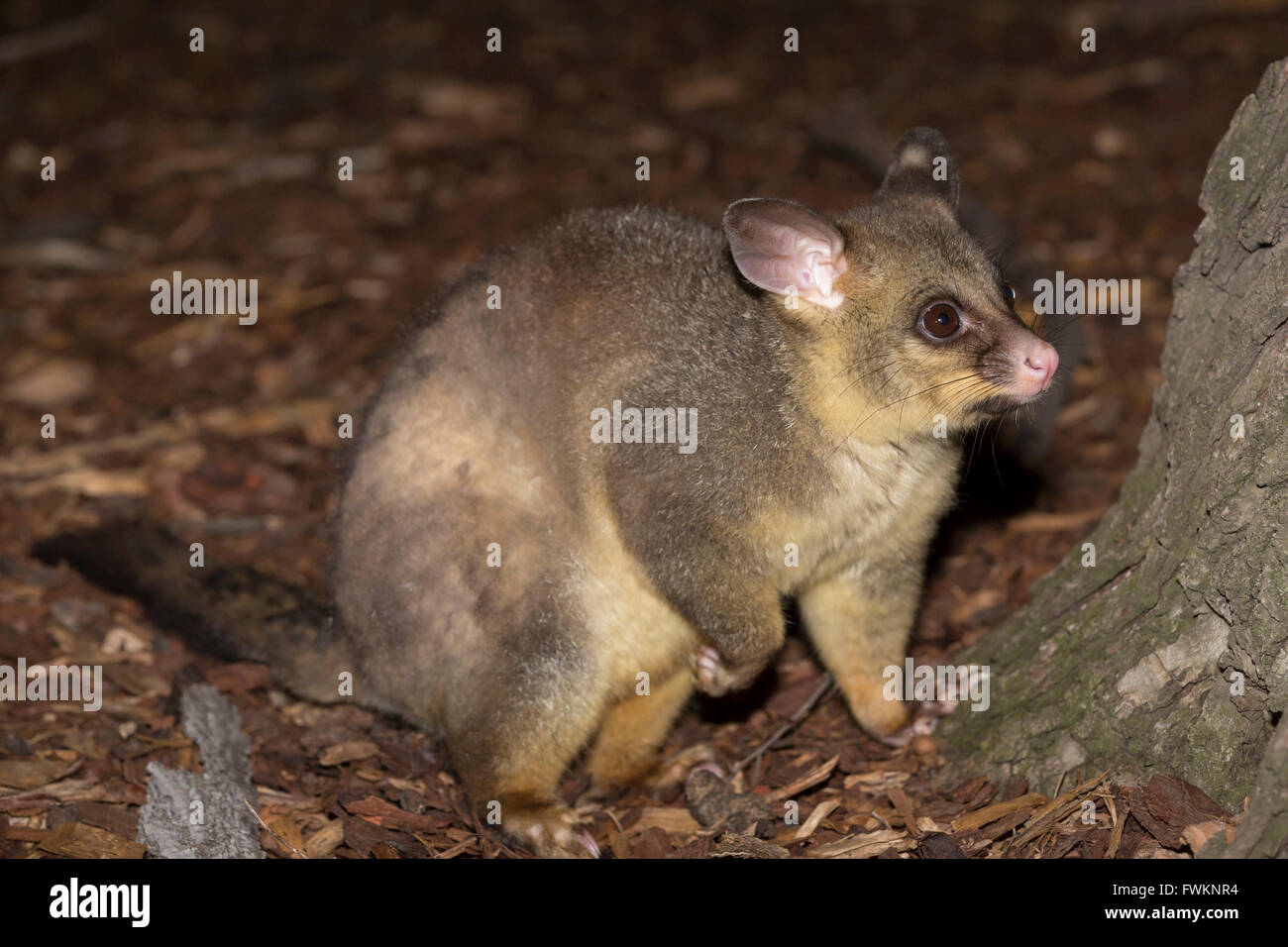 Common brushtail possum (Trichosurus vulpecula) la nuit, Melbourne, Victoria, Australie Banque D'Images