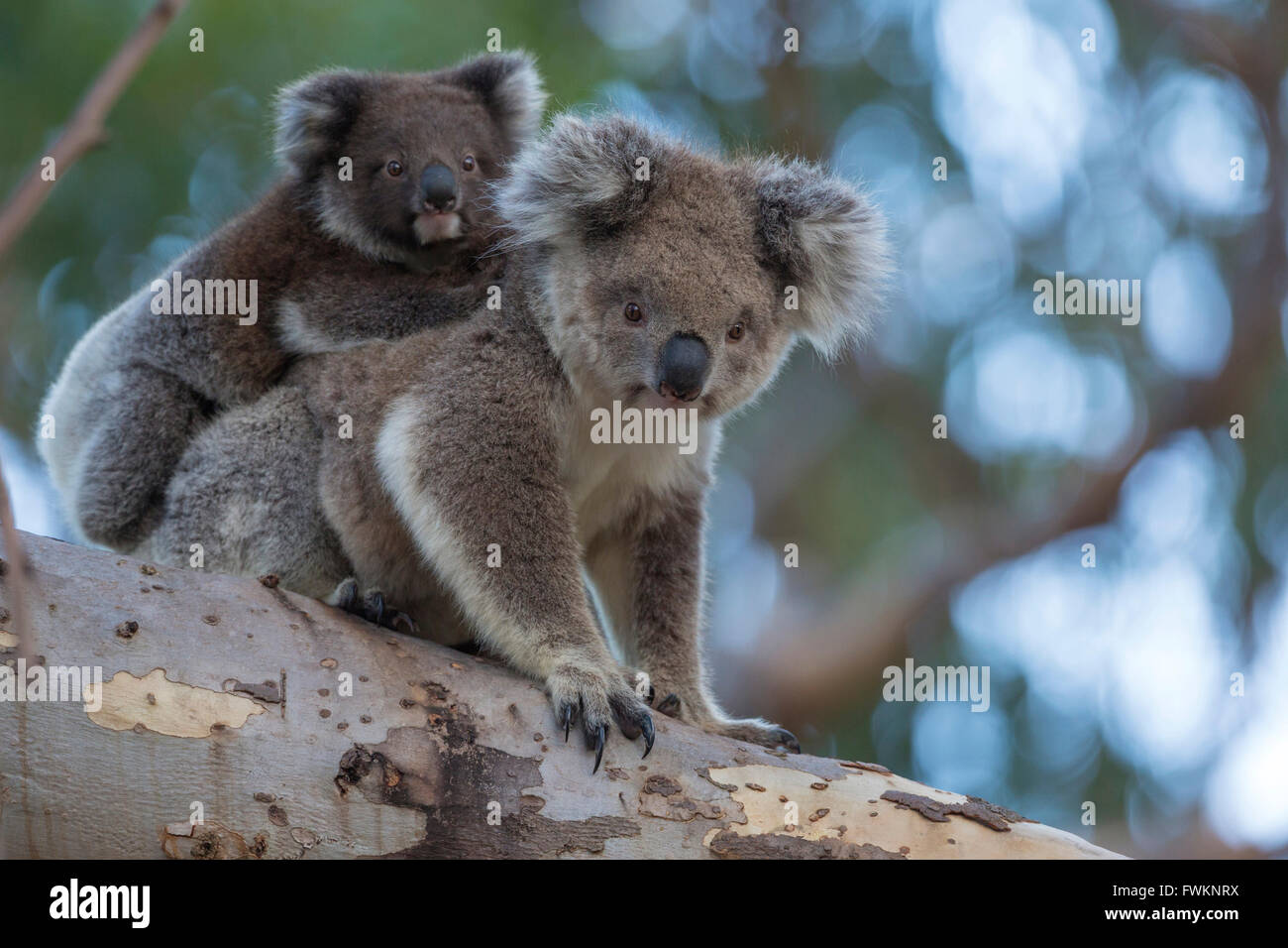 Koala (Phascolarctos cinereus), la mère avec les jeunes dans un arbre d'Eucalyptus. Kangaroo Island, Australie du Sud, Australie. Banque D'Images