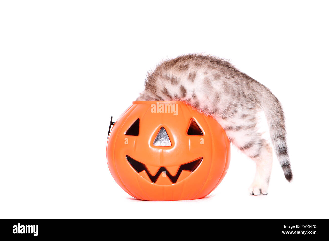 Bengal Cat. Chaton (7 semaines) en regardant dans un jack-O-Lantern. Studio photo sur un fond blanc. Allemagne Banque D'Images