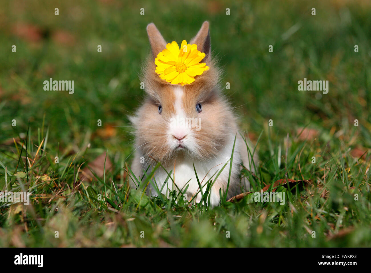 Lapin nain à tête de lion. Les jeunes assis sur un pré, portant une fleur jaune sur sa tête. Allemagne Banque D'Images