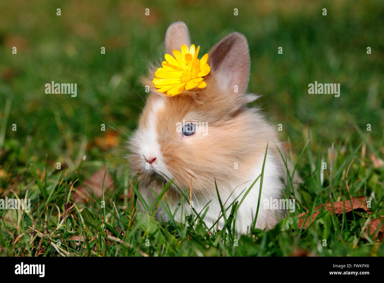 Lapin nain à tête de lion. Les jeunes assis sur un pré, portant une fleur jaune sur sa tête. Allemagne Banque D'Images