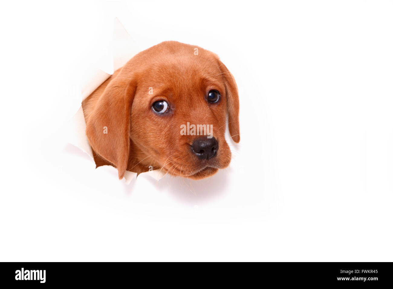 Labrador Retriever chiot (8 semaines) à l'intermédiaire d'un livre blanc mur. Studio photo sur un fond blanc. Allemagne Banque D'Images