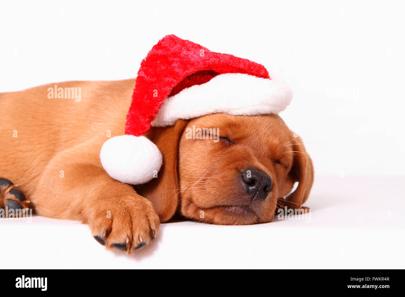 Labrador Retriever. Puppy (8 semaines), couchage wearing Santa Claus hat. Studio photo sur un fond blanc. Allemagne Banque D'Images