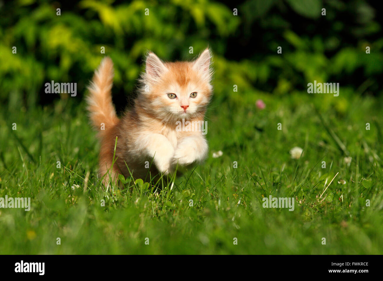 American poils longs, Maine Coon. Chaton (6 semaines) sautant sur un pré. Allemagne Banque D'Images