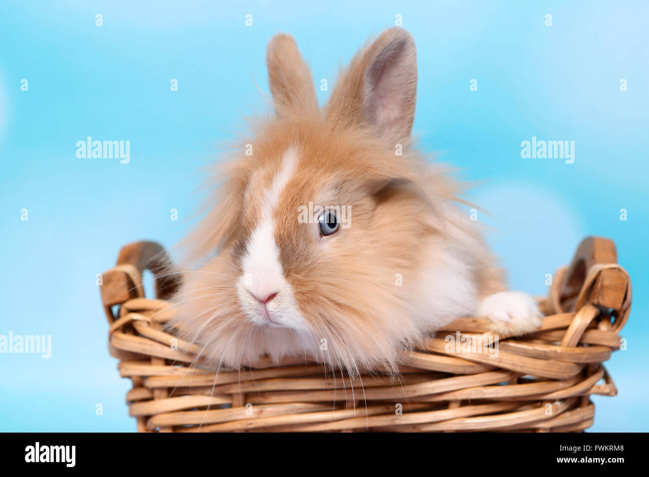 Lapin nain, lapin de Lionhead. Des profils dans un panier en osier. Studio photo sur un fond bleu. Allemagne Banque D'Images